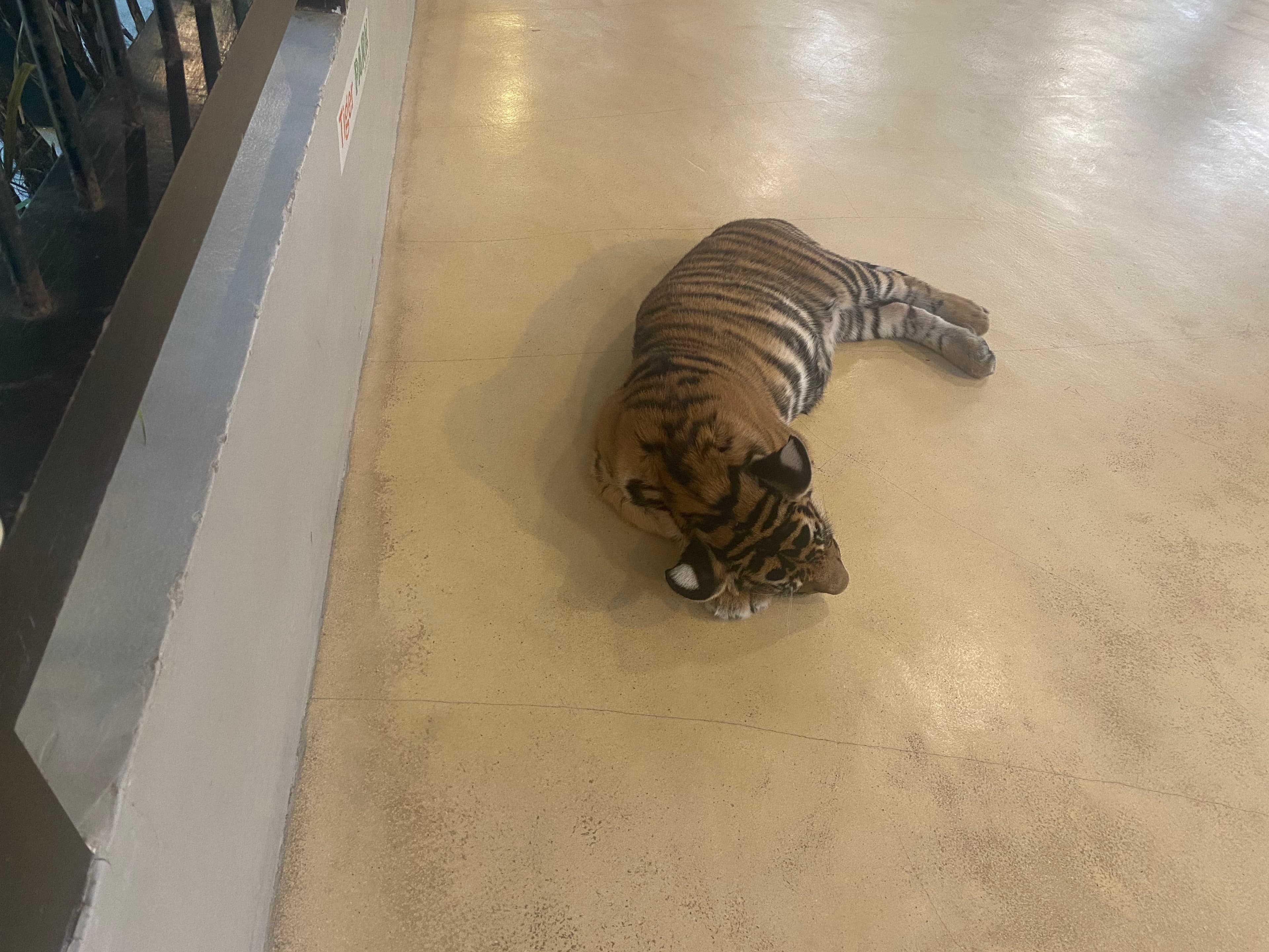 Tiger Park Pattayaで大きい虎と写真を撮った時の一枚