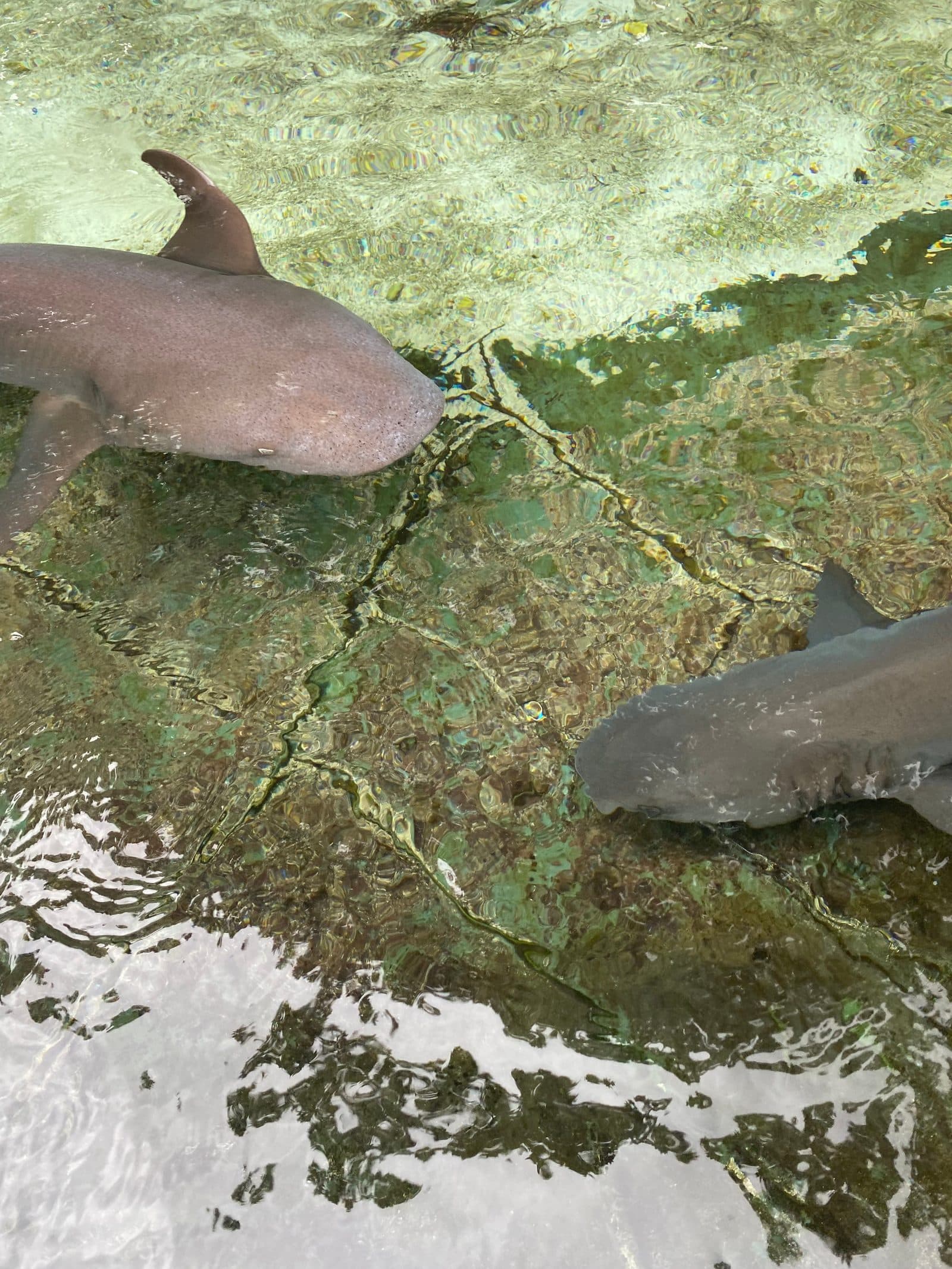浅瀬で見た海の生き物