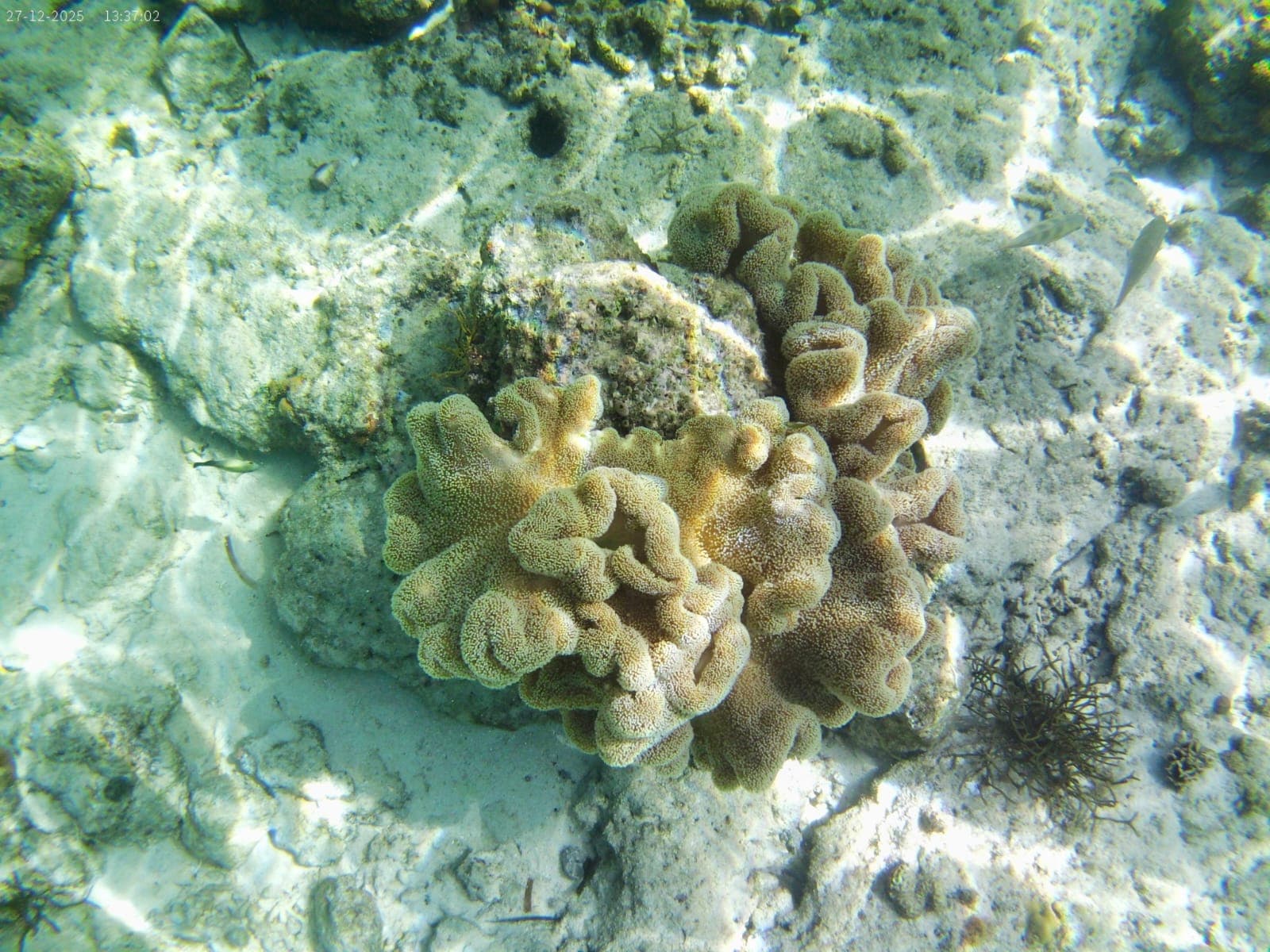 セブ島の水中で見たサンゴと海の透明感