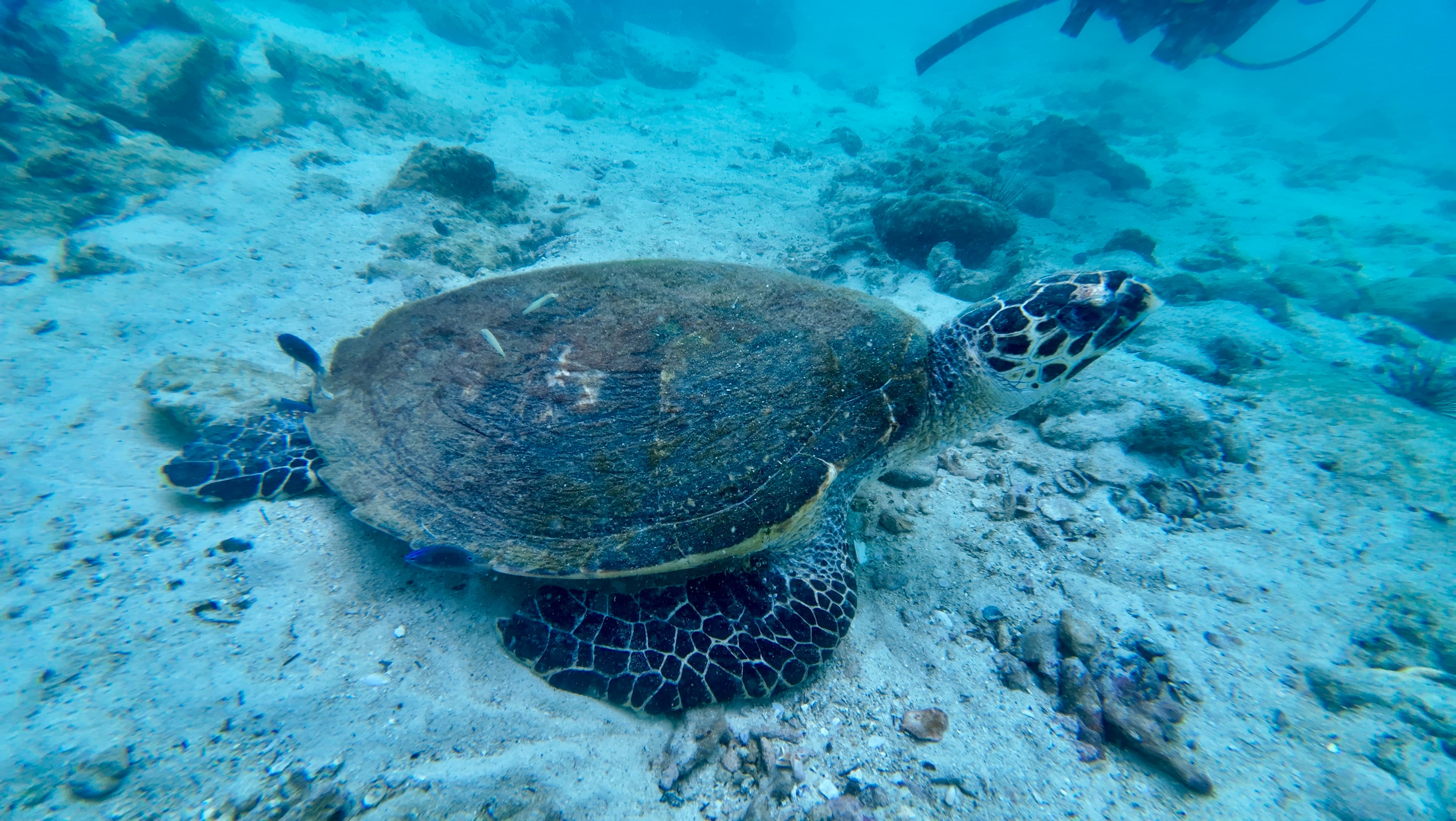 パタヤの海。セブより濁ってる